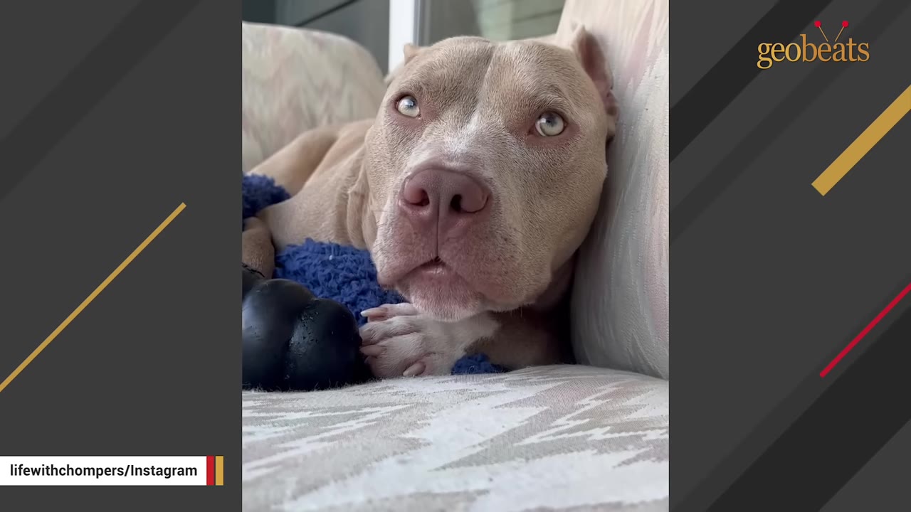A close-up shot of a light brown pit bull named Chompers resting his head on a couch cushion with a sad expression.
