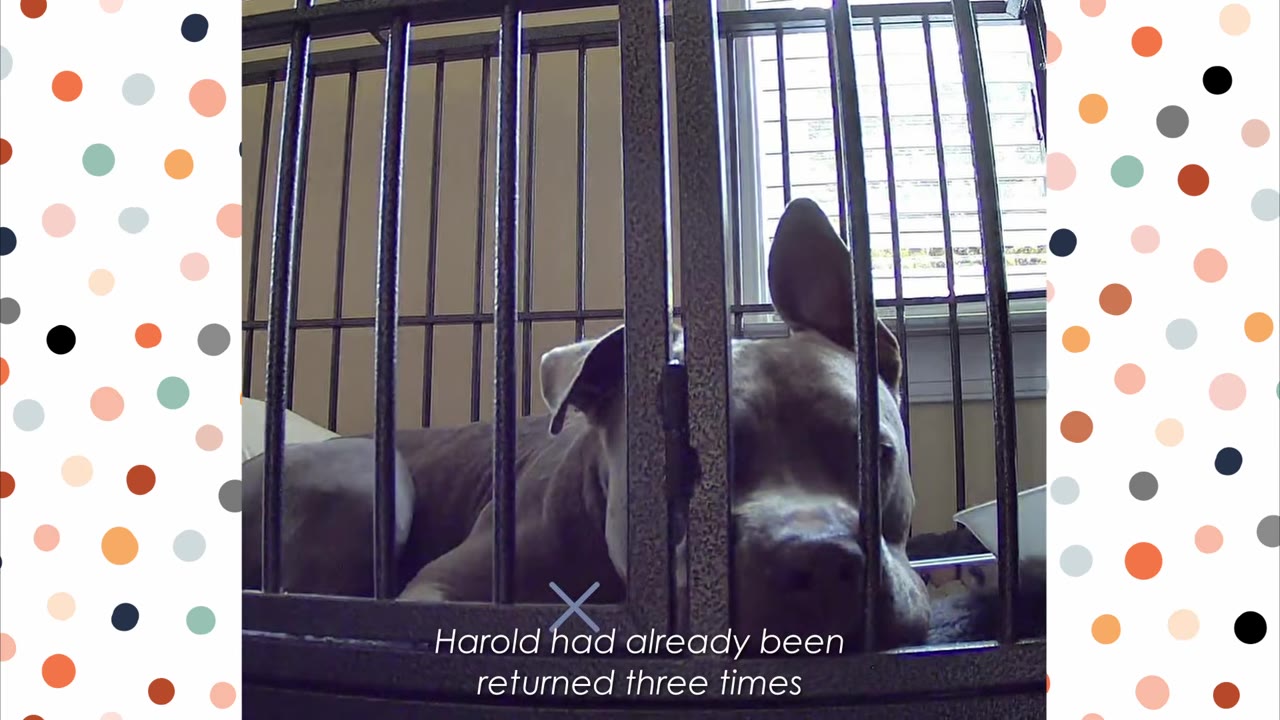 A sad-looking grey pit bull lies inside a metal shelter cage, looking through the bars with one ear perked up.