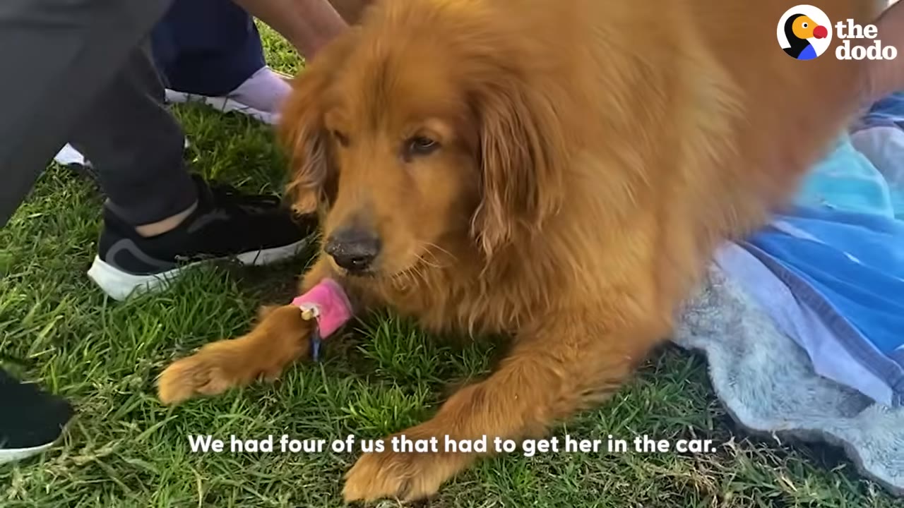 A golden retriever lies on the grass with a pink bandage on her front leg, looking downcast as people stand nearby.