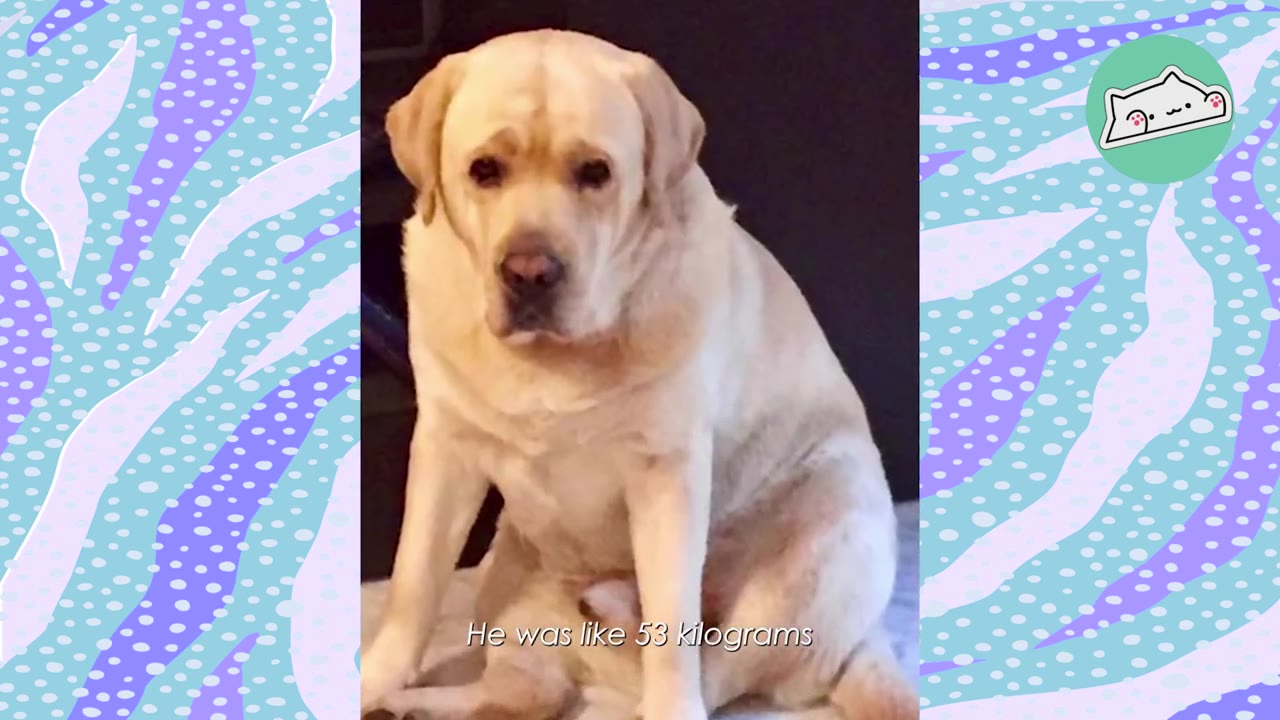 A severely overweight yellow Labrador retriever sitting down and looking forward.