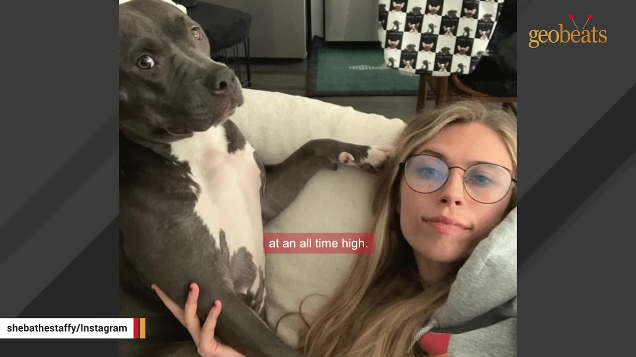A young woman with blonde hair and glasses lies on a couch next to a grey and white pit bull-type dog.