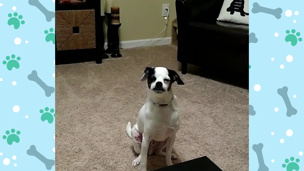 A small black and white dog sitting quietly on a carpeted floor, looking directly at the camera.