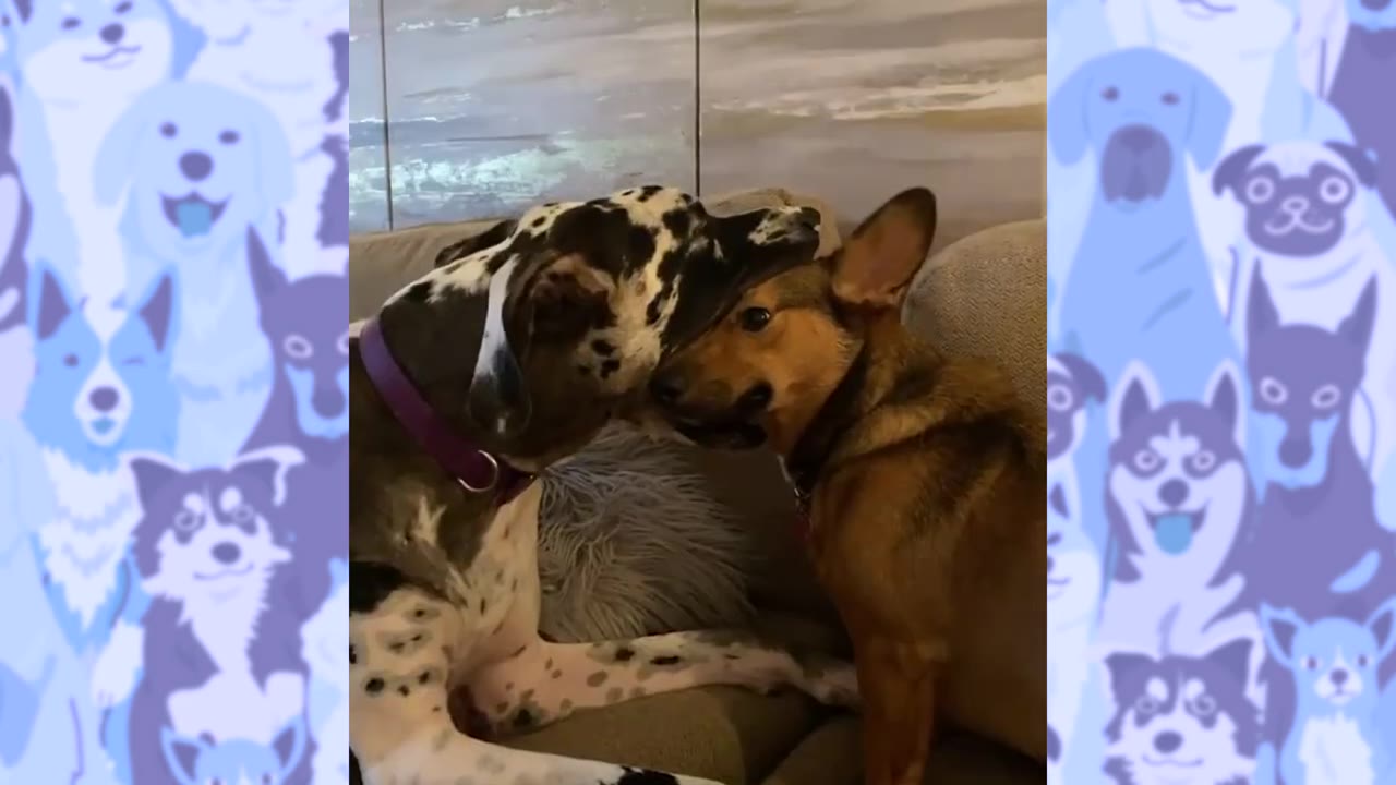 A large black and white spotted dog gently rests its mouth over the head of a smaller brown dog on a living room couch.