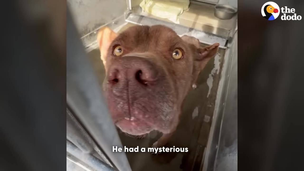 A brown dog with light-colored eyes looks up from inside a kennel.