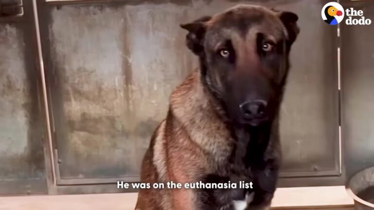 Colorado Dog Deemed Hopeless In His Kennel Gets The Chance His Heart Was Waiting For