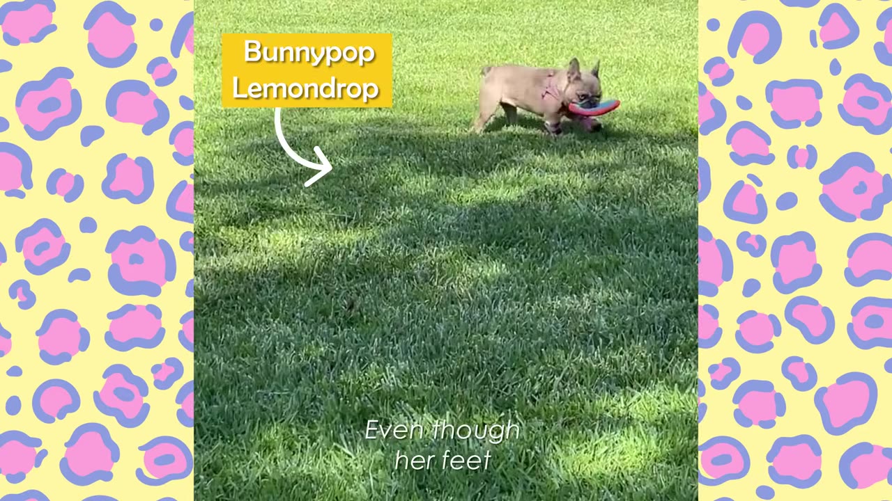 A small French bulldog running across a green lawn with a colorful toy in its mouth.