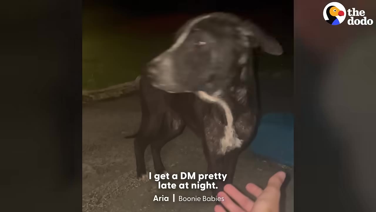 A black dog with a white chest and stripe on its face stands outside at night as a hand reaches out toward it, with on-screen text reading 'I get a DM pretty late at night.'