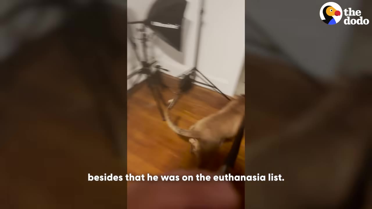 A tan dog stands on a wooden floor near a light stand, with text on screen reading 'besides that he was on the euthanasia list.'
