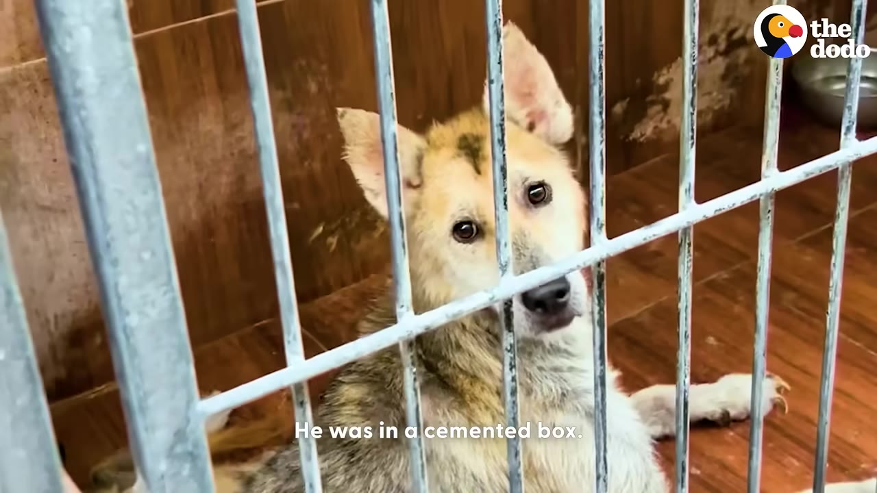 A light brown and white dog with sad eyes looks out from behind the metal bars of a small, dirty enclosure.