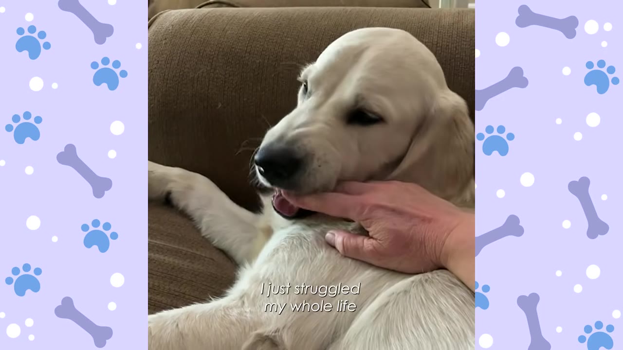 A close-up of a light-colored dog lying down on a brown couch while a person's hand gently strokes its neck, with text overlay reading 'I just struggled my whole life'.