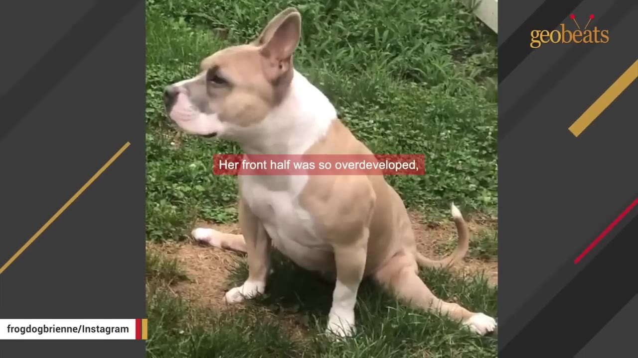 A tan and white dog with a muscular front body sits on a grassy lawn.