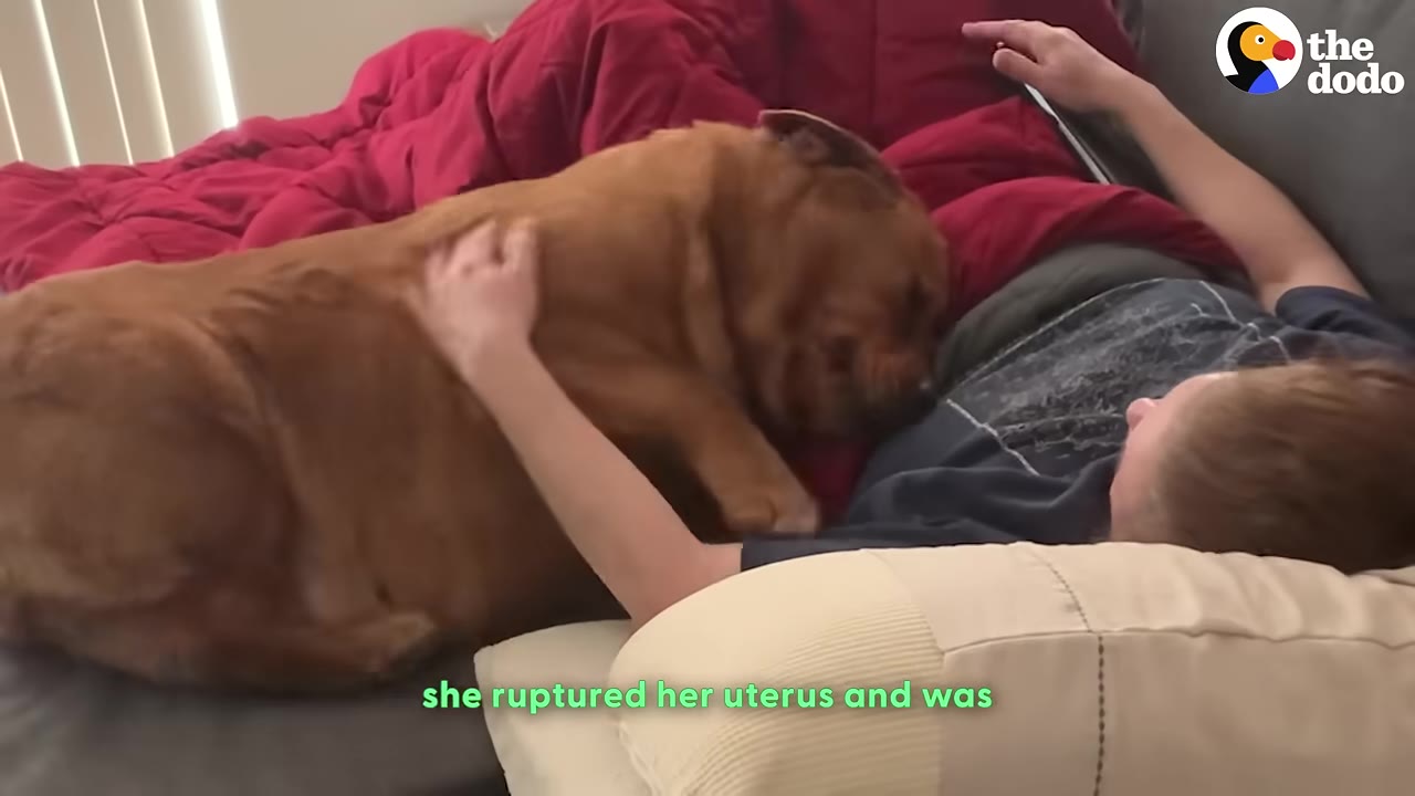 A brown Labrador Retriever lies on a bed with red blankets, resting her head near a person who is gently petting her side.