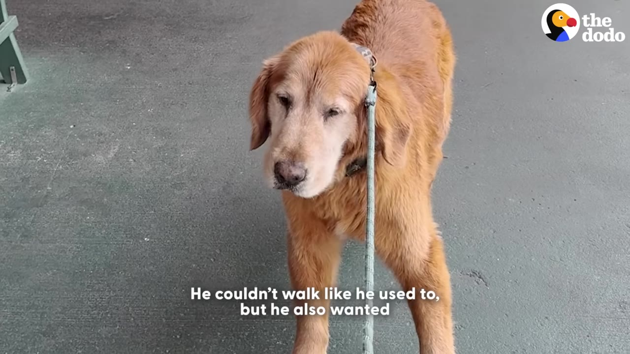 An elderly golden retriever with a grey face stands on a leash, looking forward with a gentle expression.