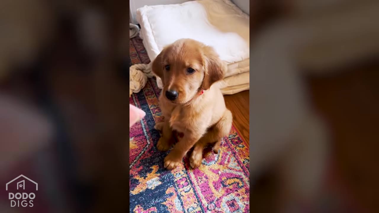 A golden retriever puppy sitting on a colorful patterned rug, looking forward with a gentle expression.