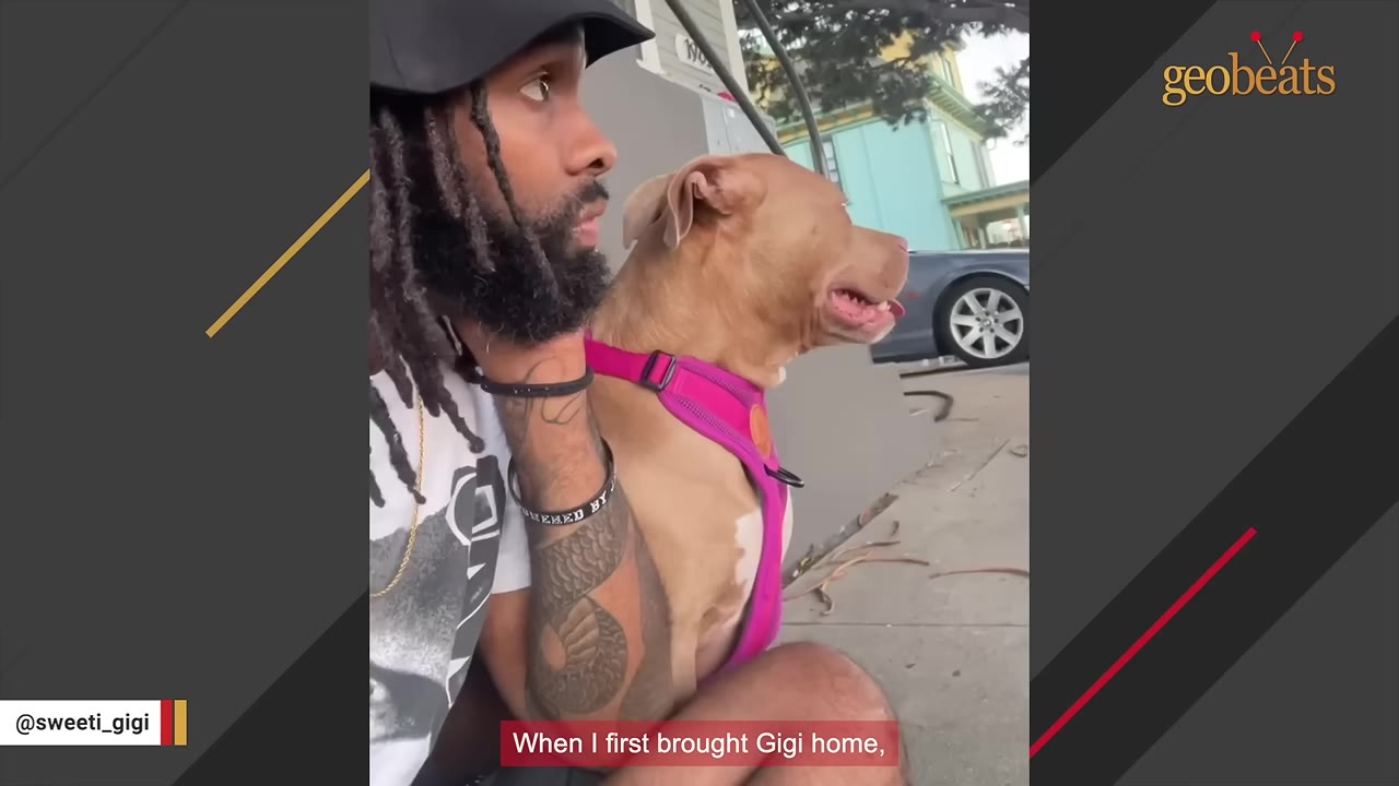 A man with a beard and a black cap sits next to a tan pit bull wearing a pink harness, both looking off to the side.