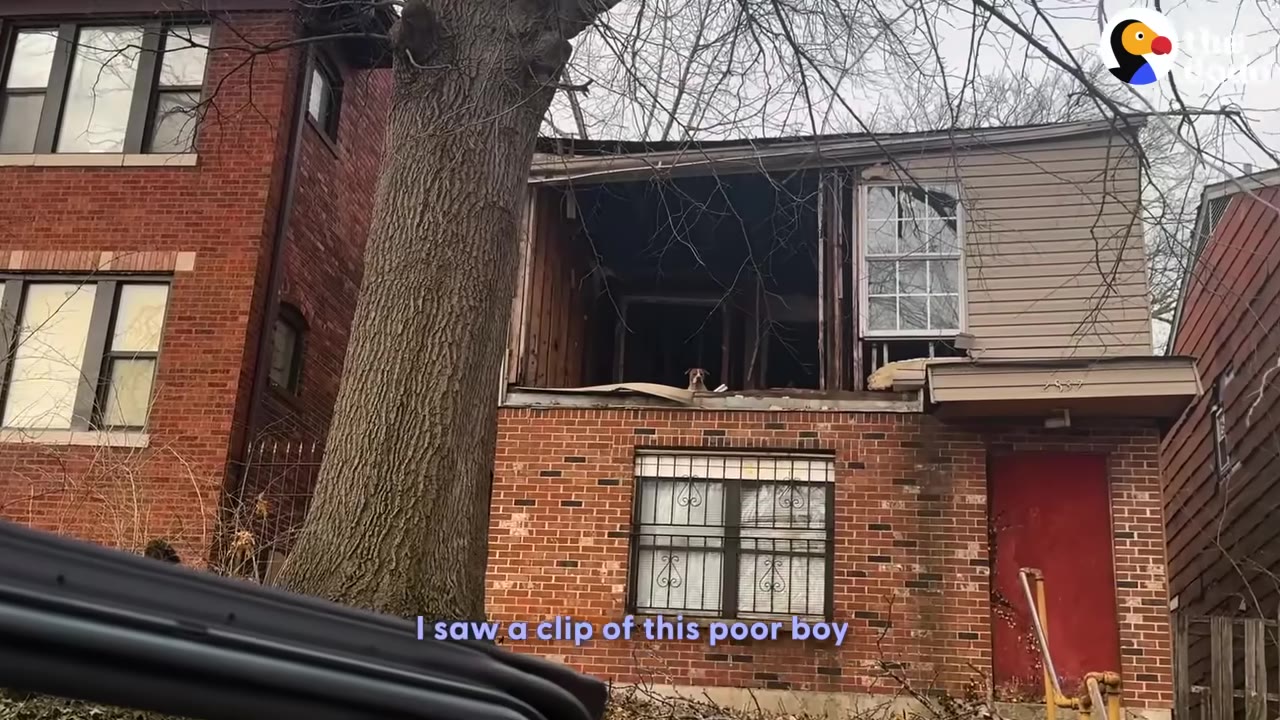 A dog looks out from the open, damaged upper floor of an abandoned brick house.