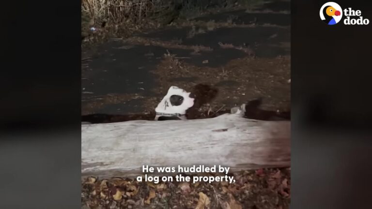 Michigan Dog Kept Waiting Outside An Abandoned House, Convinced His Family Would Come Back