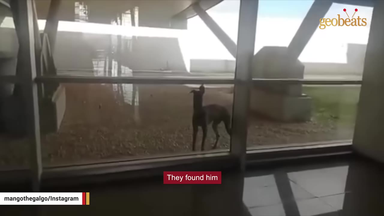 A slender, dark-colored dog stands alone outside a large glass window of a modern building structure.