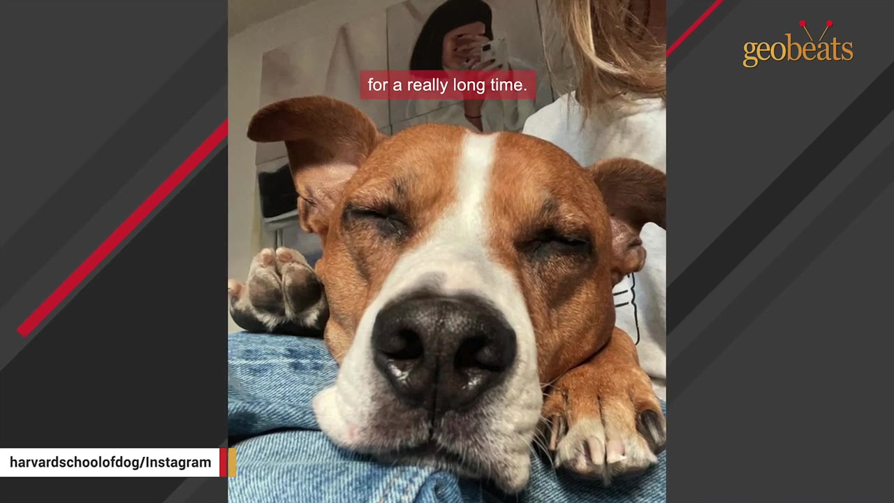 A close-up of a brown and white dog resting its head on a person's lap with its eyes closed.