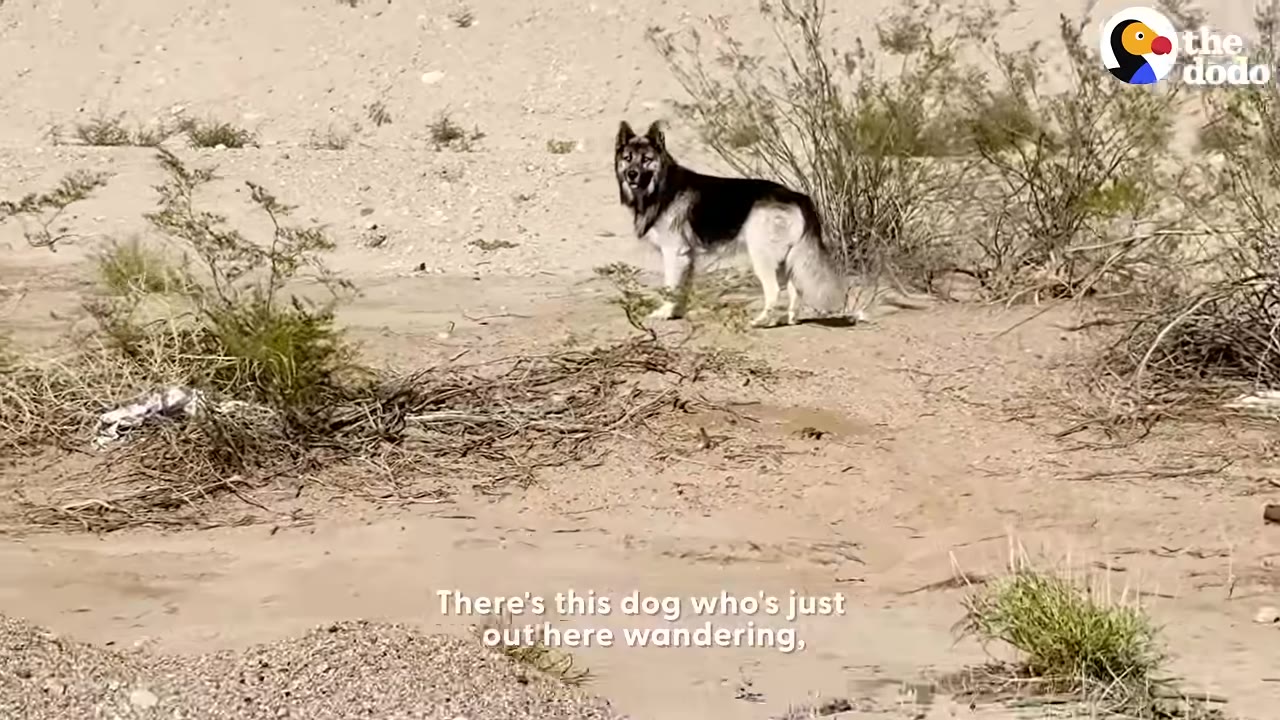 A fluffy black and white dog stands alone in a sandy, desert-like landscape with sparse green shrubs.