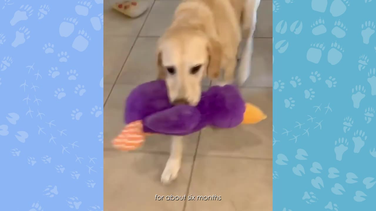 A yellow Labrador retriever walks forward while carrying a purple plush toy in its mouth.