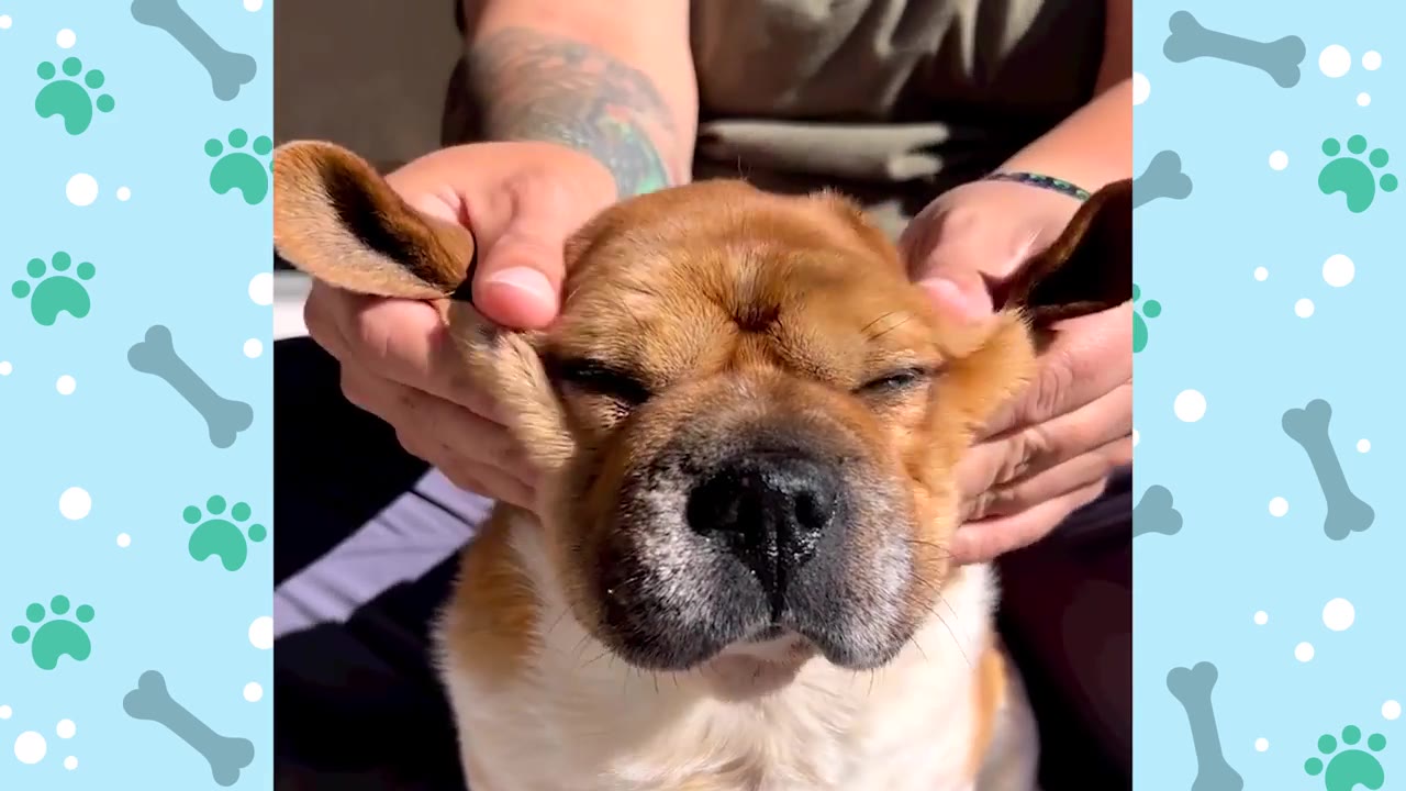A close-up of a small brown and white dog named Peanut having his ears gently held up by a person's hands to resemble bunny ears, with his eyes closed contentedly.