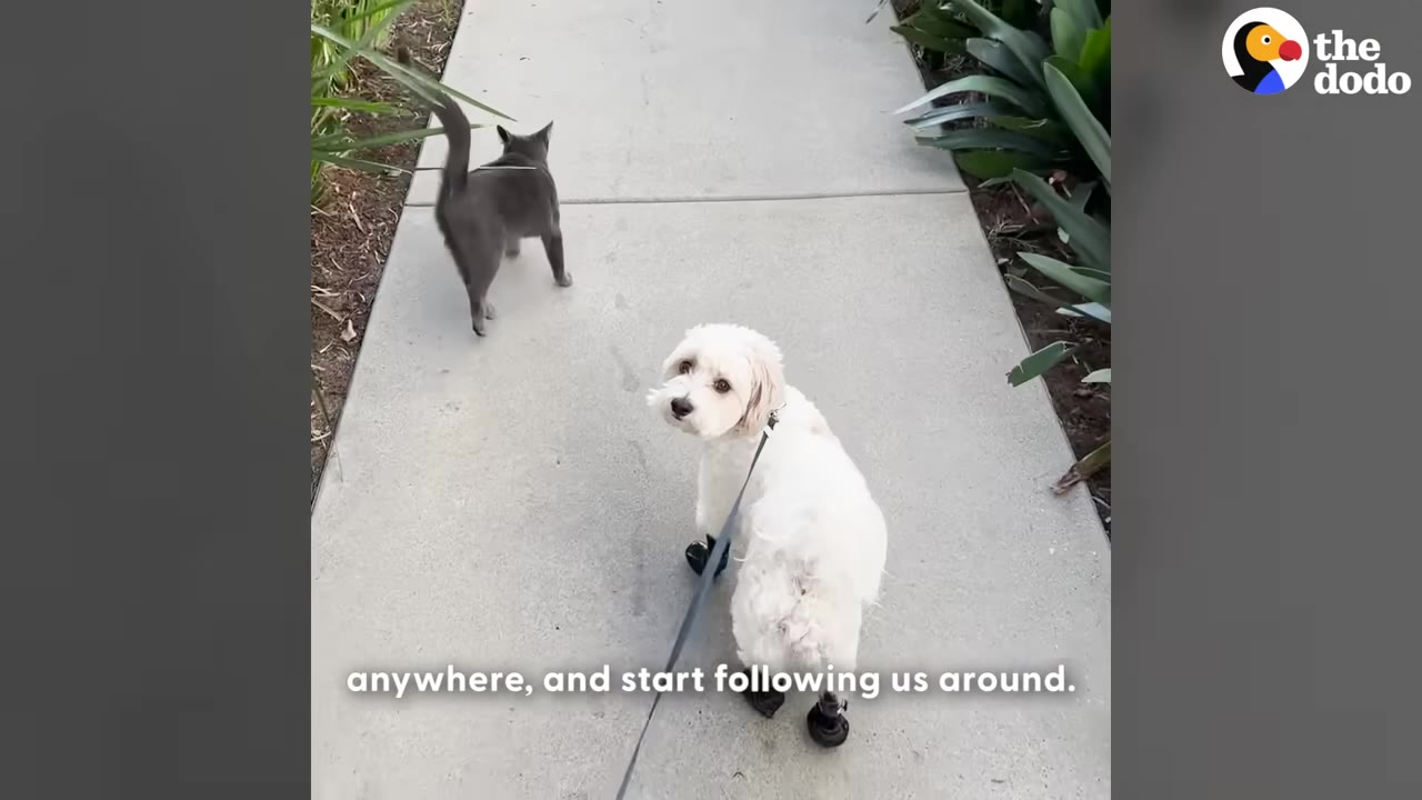 A small grey cat walks ahead on a concrete sidewalk while a small white dog on a leash looks back toward the camera.