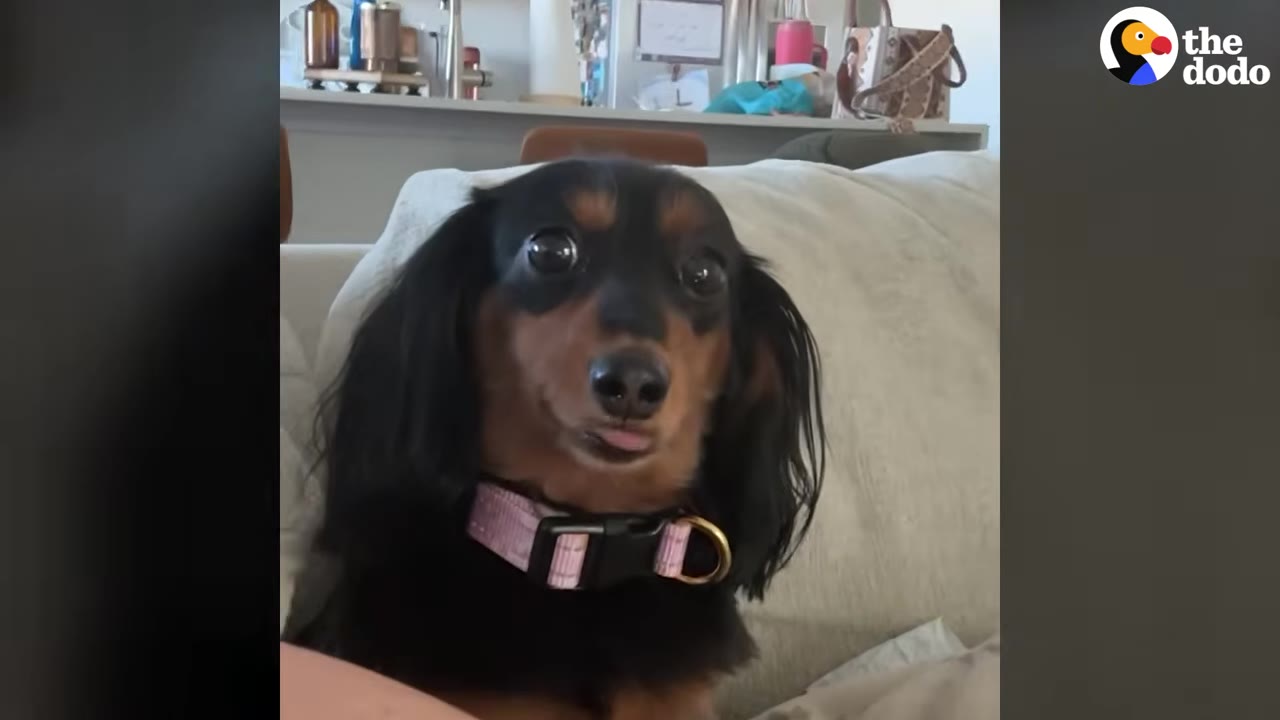 A close-up portrait of Beans, a black and tan long-haired dachshund with wide, expressive eyes and a pink collar, looking directly at the camera.