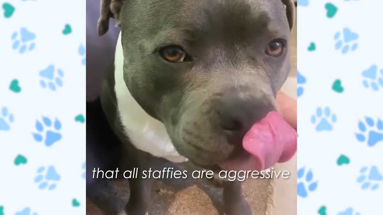 A close-up of a grey and white Staffordshire Bull Terrier licking its nose, with text overlay that reads 'that all staffies are aggressive'.