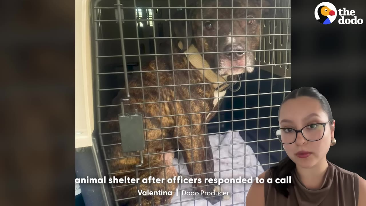A brindle dog sits inside a metal wire crate, looking out with a concerned expression, shown alongside a presenter in a split-screen format.