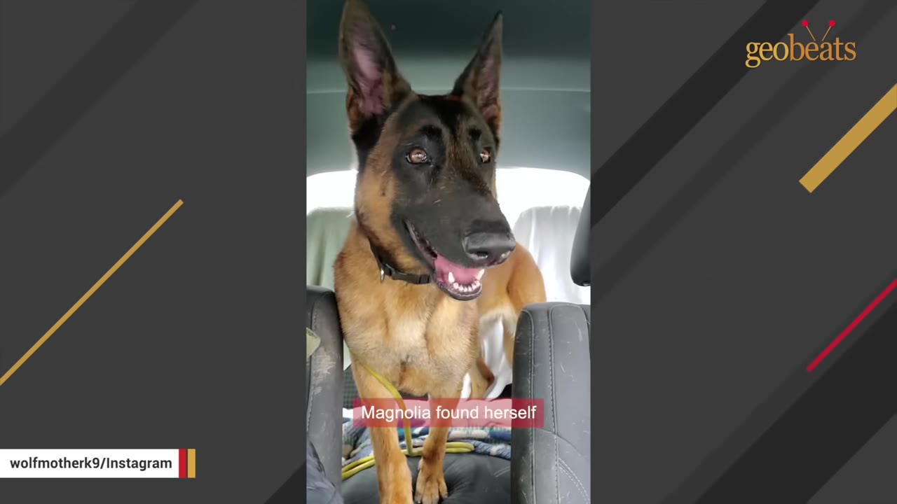 A German Shepherd dog named Magnolia with large pointed ears sits in the back of a vehicle, looking slightly anxious with her mouth open.