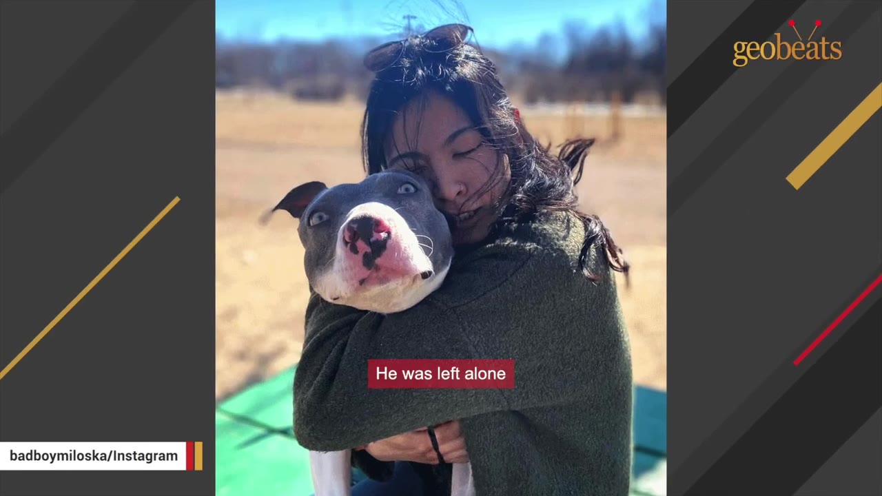A woman with dark hair hugs a grey and white pit bull dog outdoors, with a text overlay that reads 'He was left alone'.