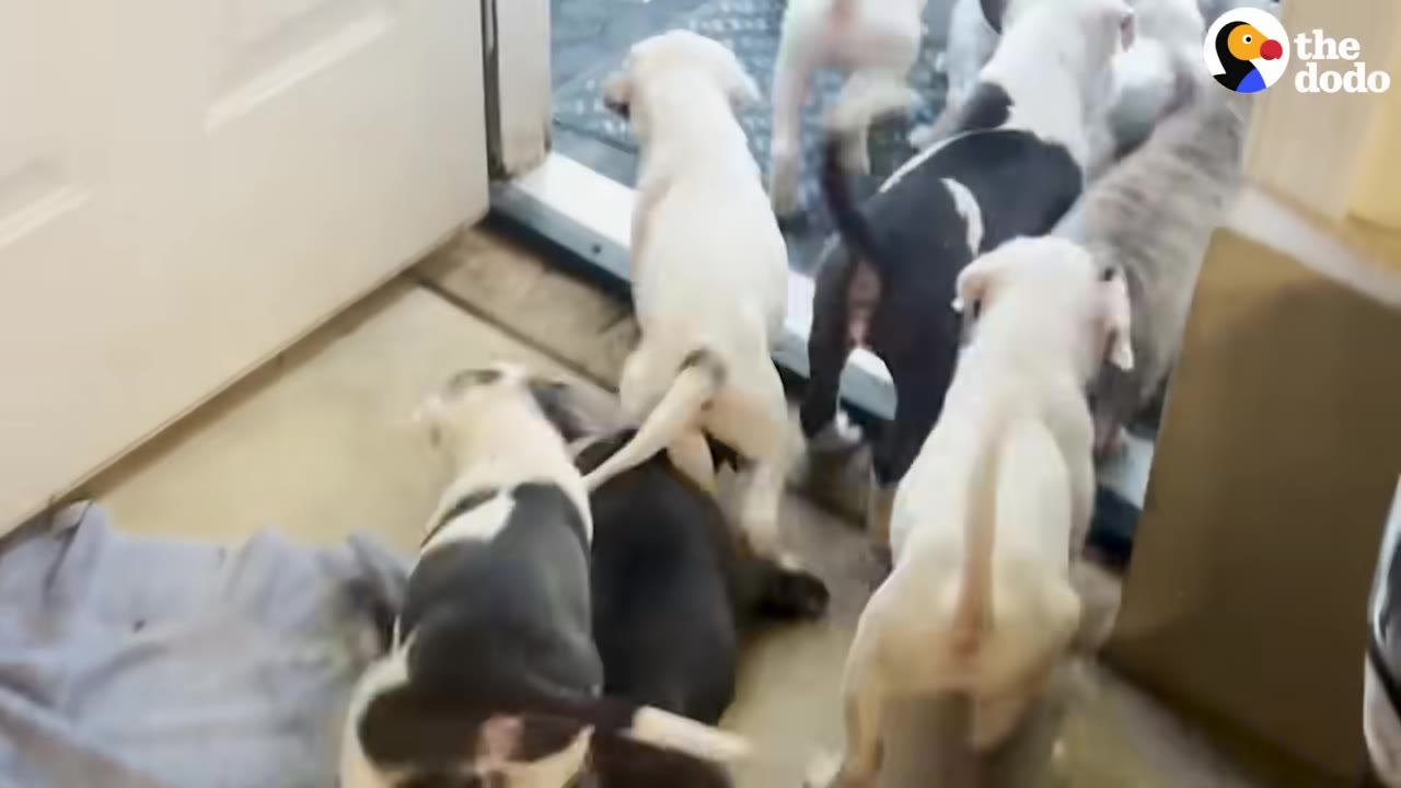 Several energetic puppies of various colors rush through an open doorway to go outside.