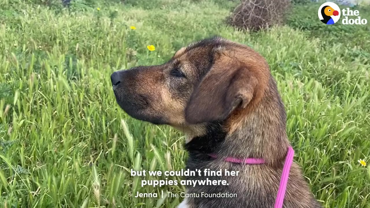 A close-up profile of a brown stray dog wearing a pink collar, looking out over a grassy green field.