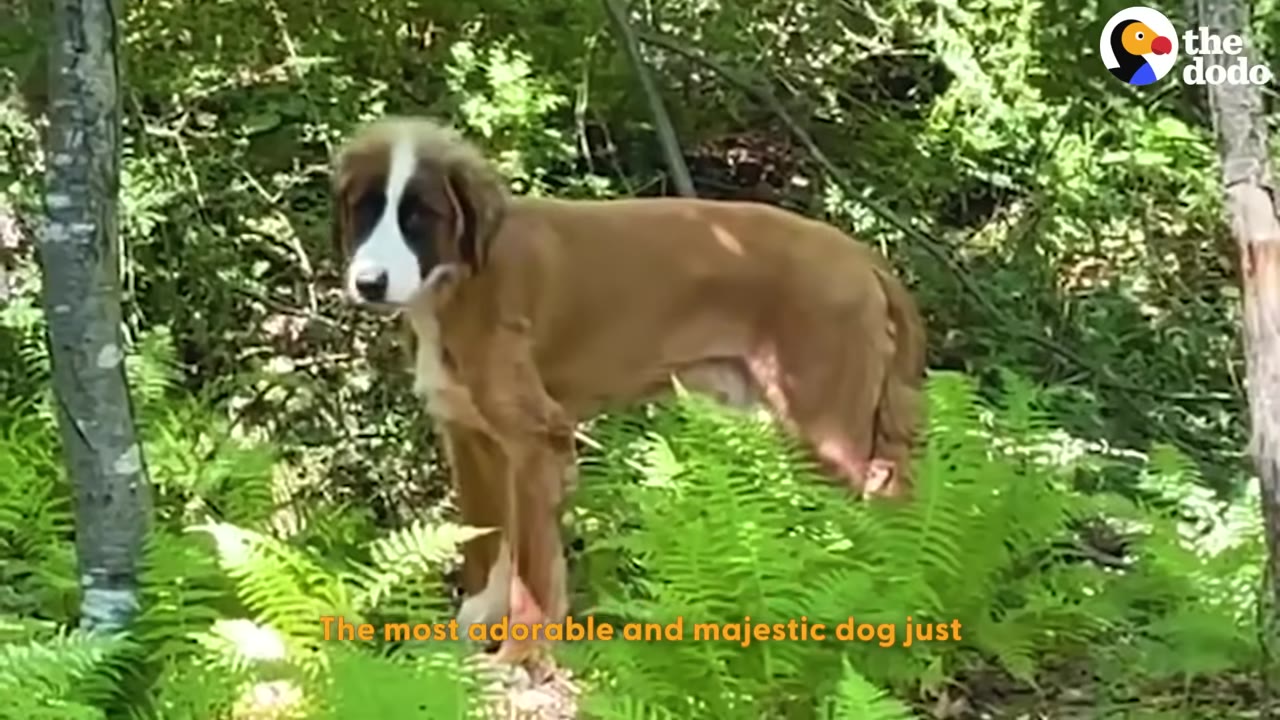 A brown and white dog stands in a lush green forest surrounded by ferns.