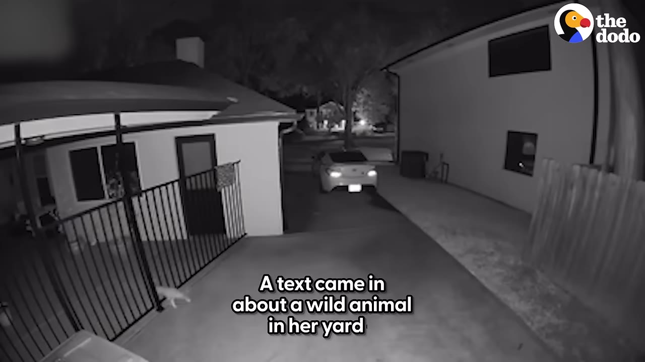 A black-and-white security camera view of a residential driveway and backyard at night, with text overlay reading 'A text came in about a wild animal in her yard'.