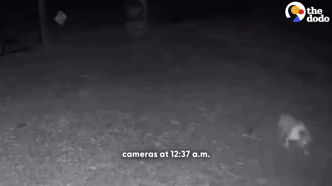 A black-and-white security camera view at night showing a small dog walking on a property.