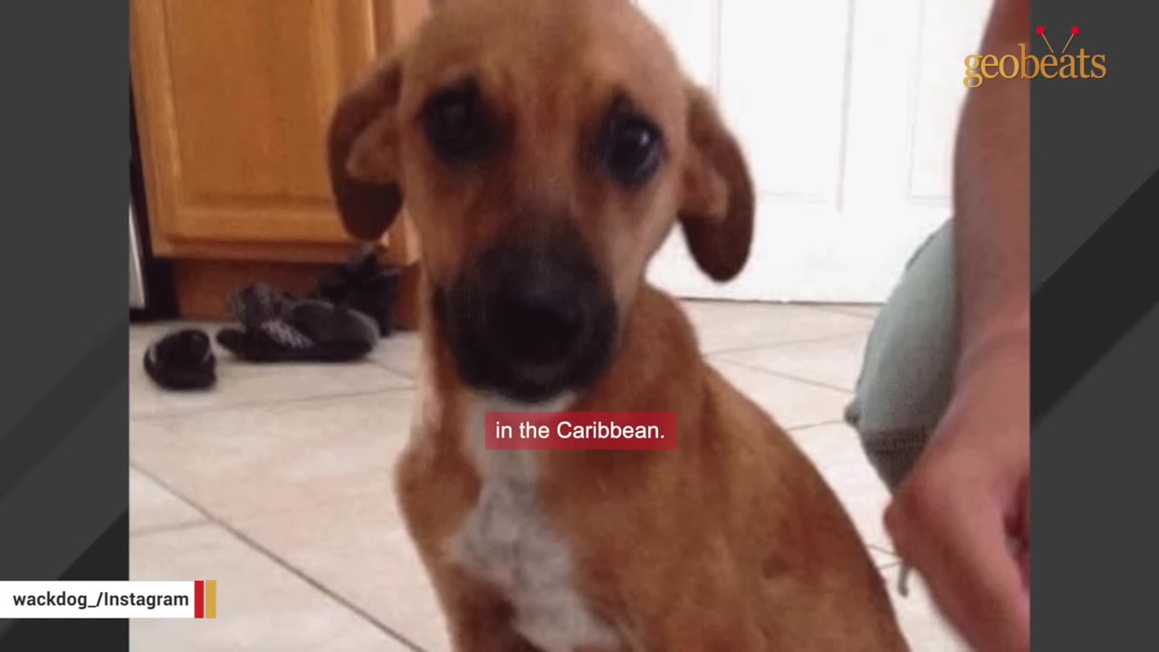 A small brown puppy with wide, nervous eyes looks directly at the camera while sitting on a tiled floor.