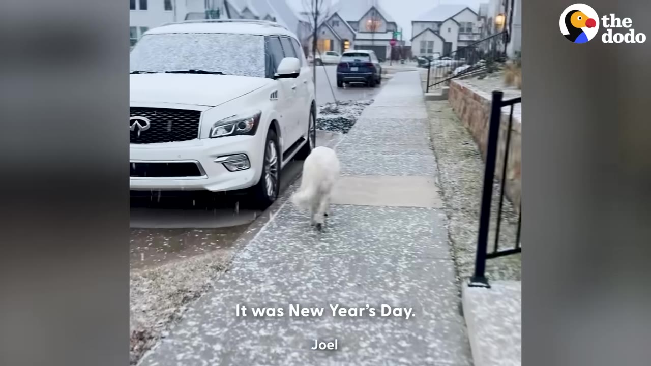 A fluffy white dog walks down a snowy sidewalk next to a white SUV on a winter day.