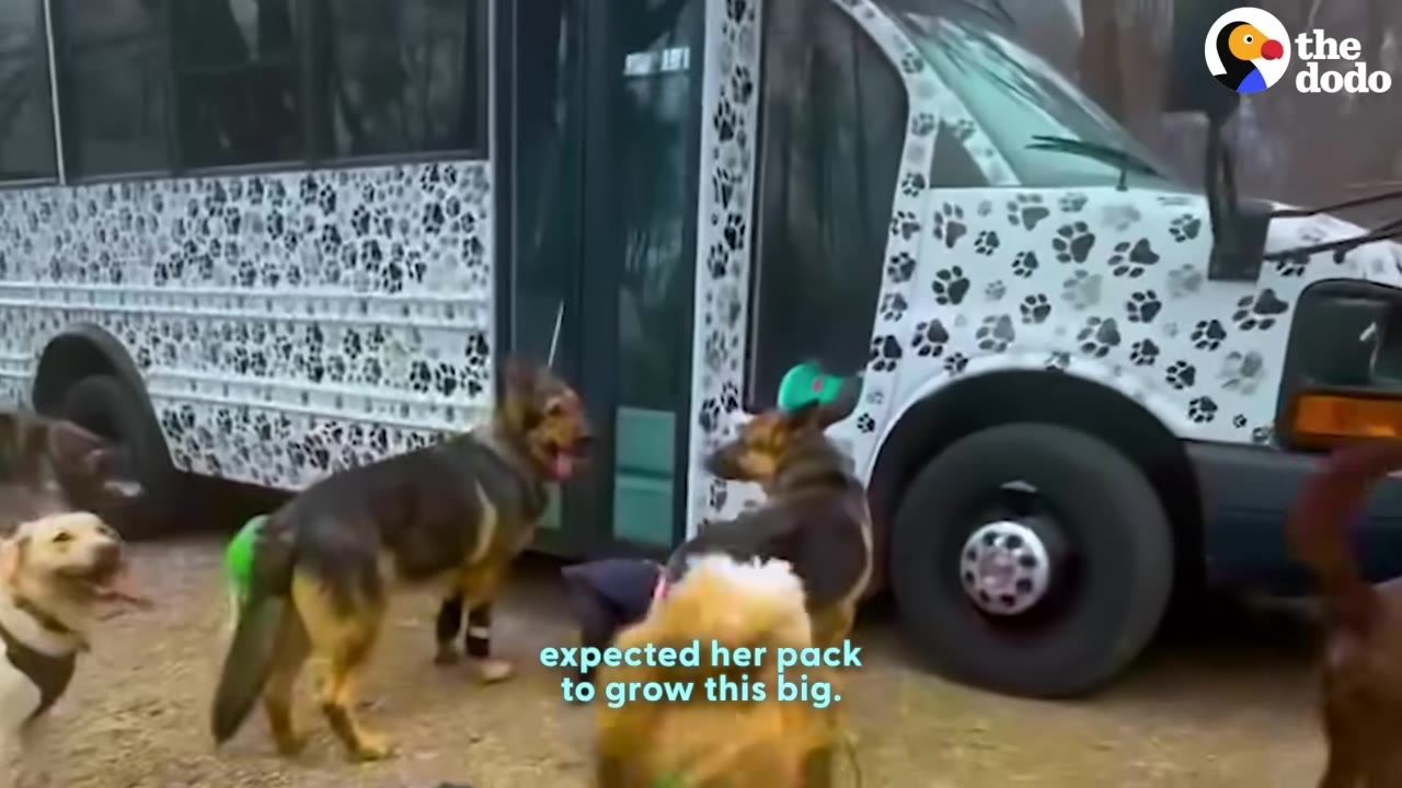 Several dogs gather outside a white bus decorated with black paw prints.