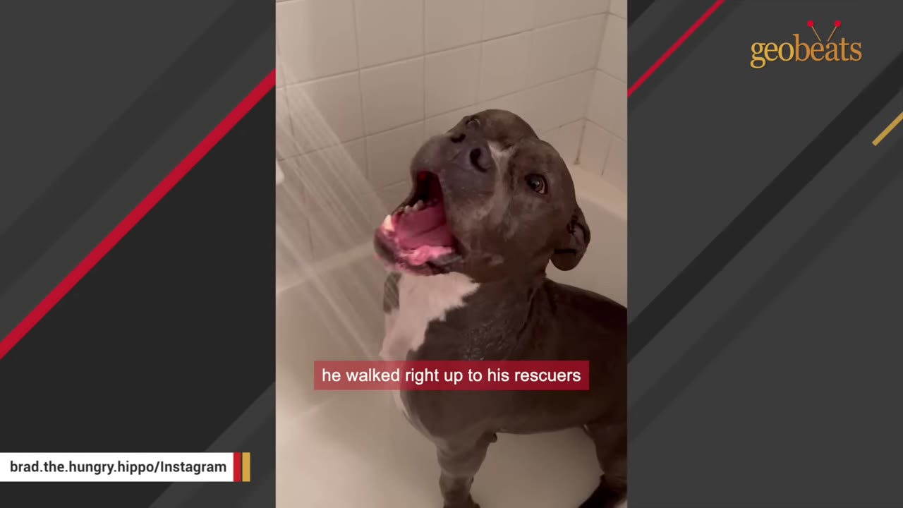 A gray and white pit bull stands in a white bathtub, opening its mouth to catch running water from the shower, with a caption that reads 'he walked right up to his rescuers'.