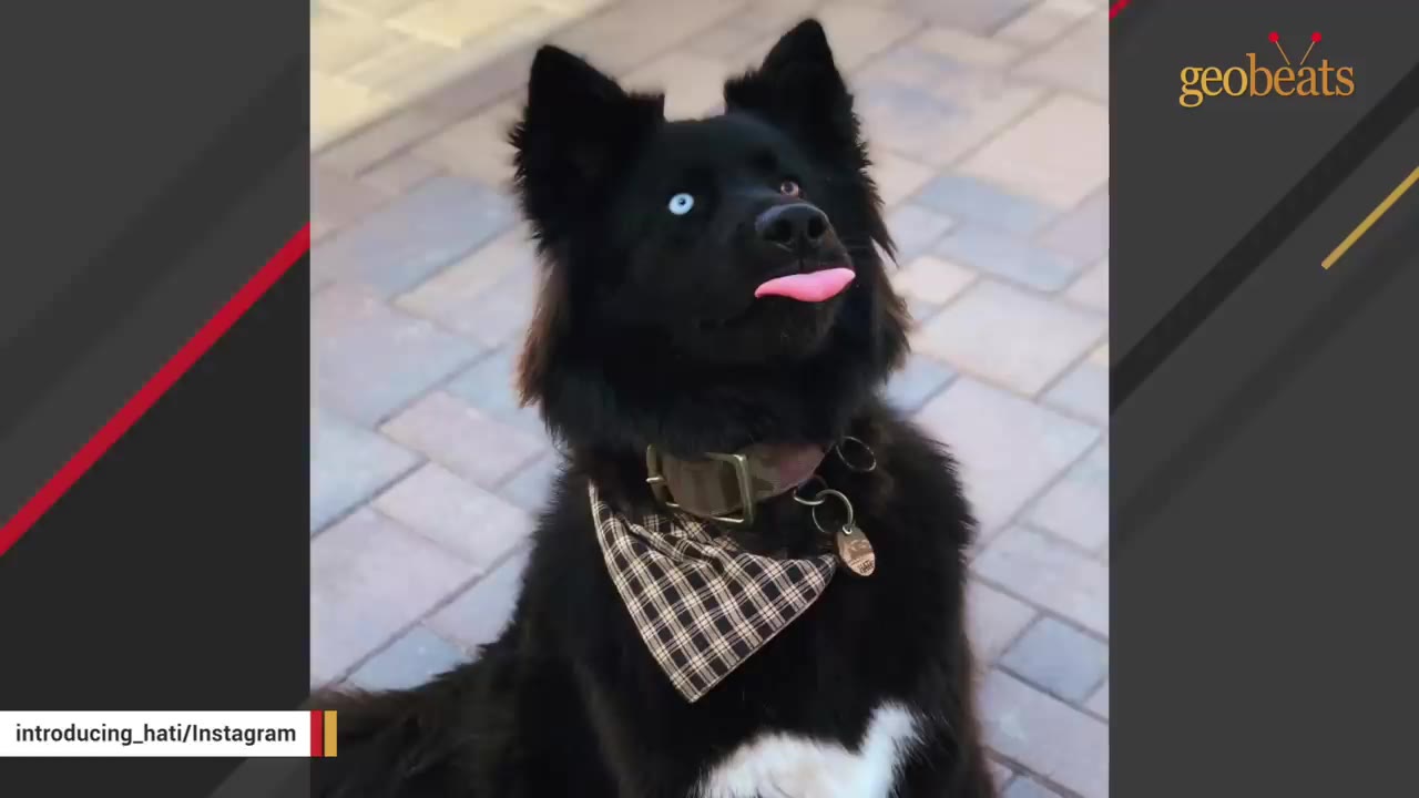 A fluffy black dog with one striking blue eye and one brown eye sits upright, sticking out its bright pink tongue while wearing a plaid bandana.