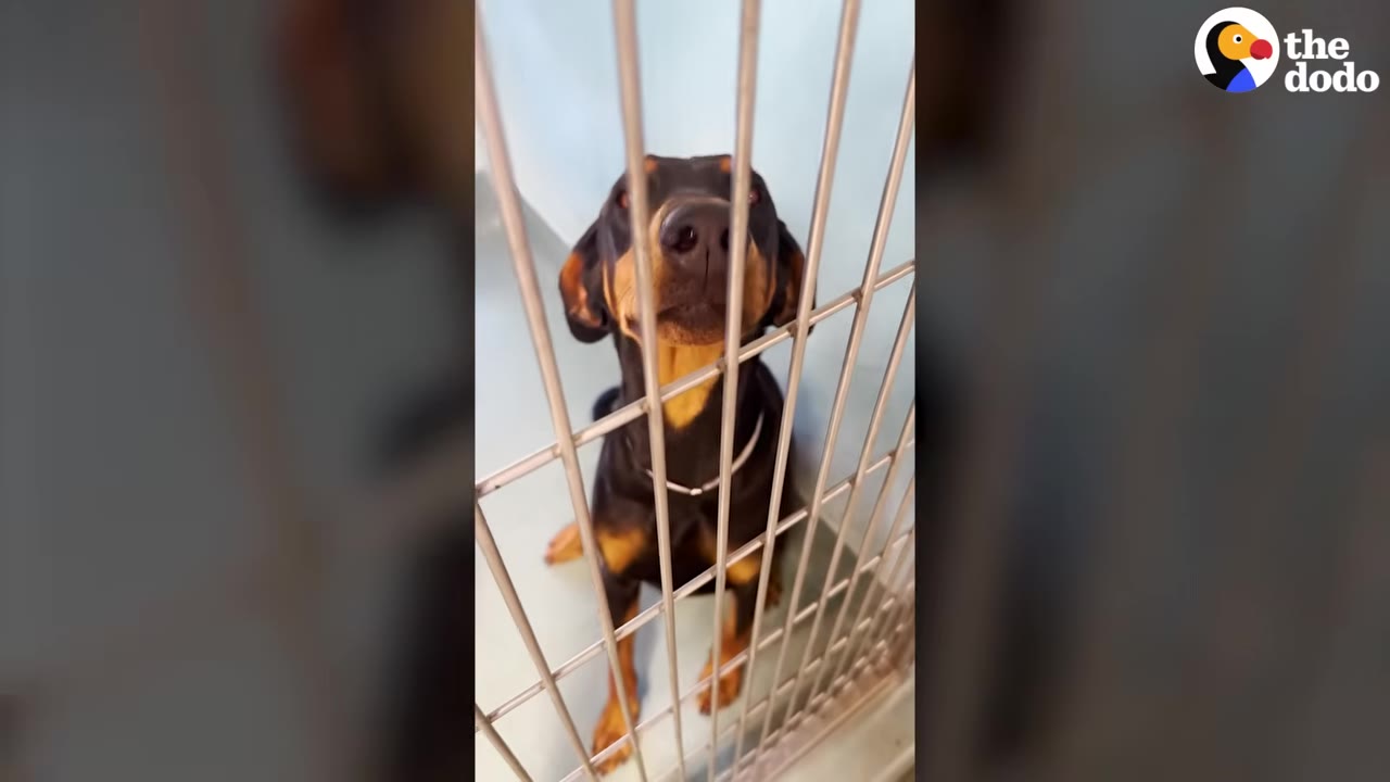 A black and tan dog sits behind the metal bars of a shelter kennel, looking up with a pleading expression.