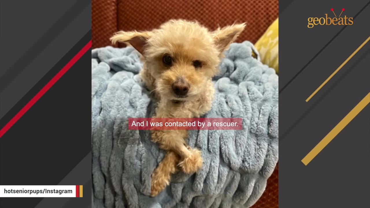 A small, fluffy, light-brown dog with floppy ears rests on a soft, textured blue blanket.