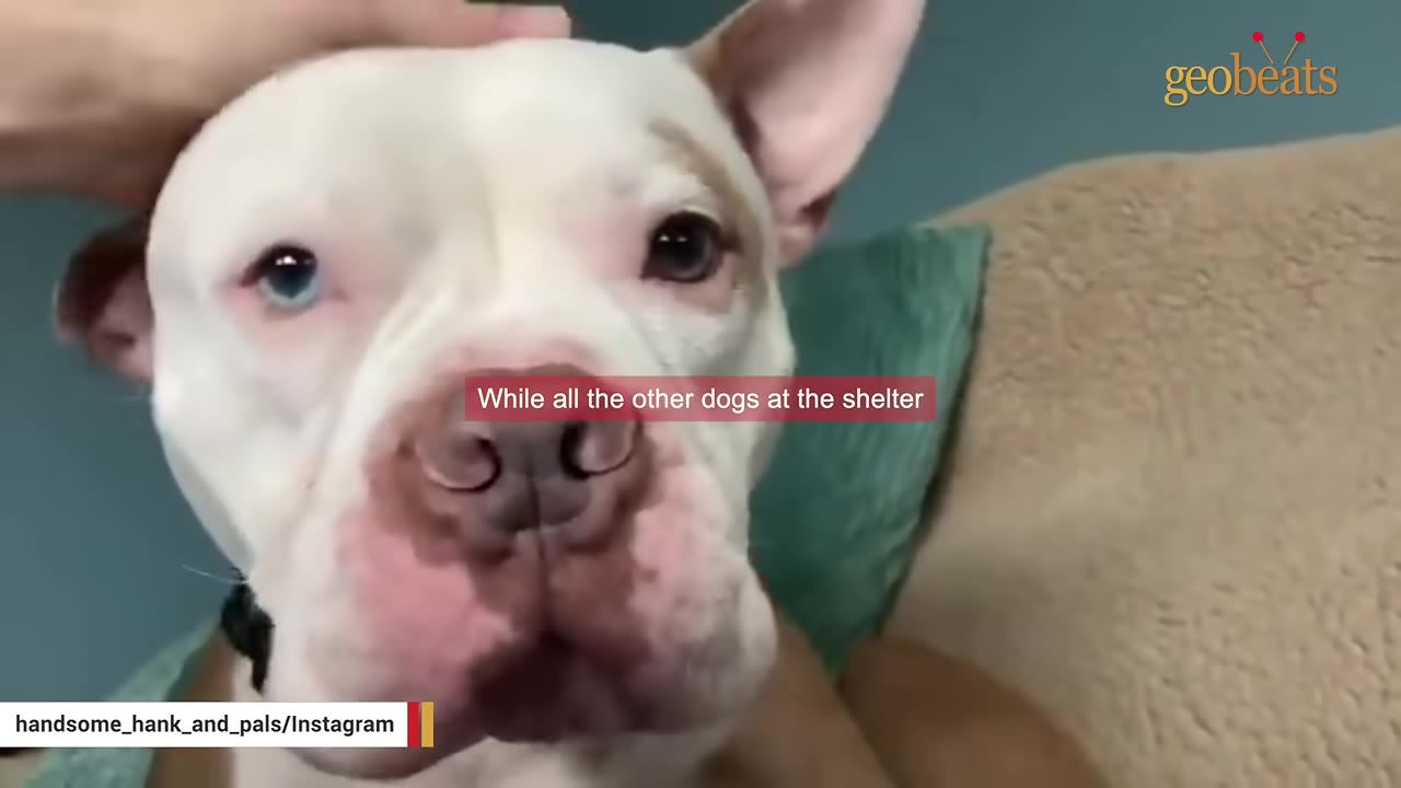 A close-up of a white dog with one blue eye and one brown eye being petted on the head, with a text overlay that reads 'While all the other dogs at the shelter'.