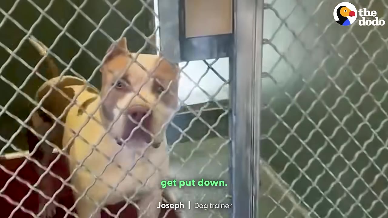A tan and white dog stands behind a chain-link fence inside a shelter kennel, looking directly at the camera.