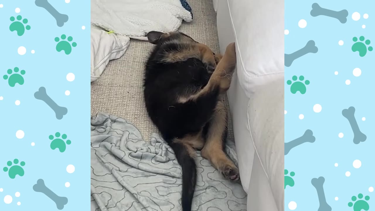 A German Shepherd puppy sleeping on his back on the floor next to a white sofa, with one of his hind legs propped straight up against the side of the couch.