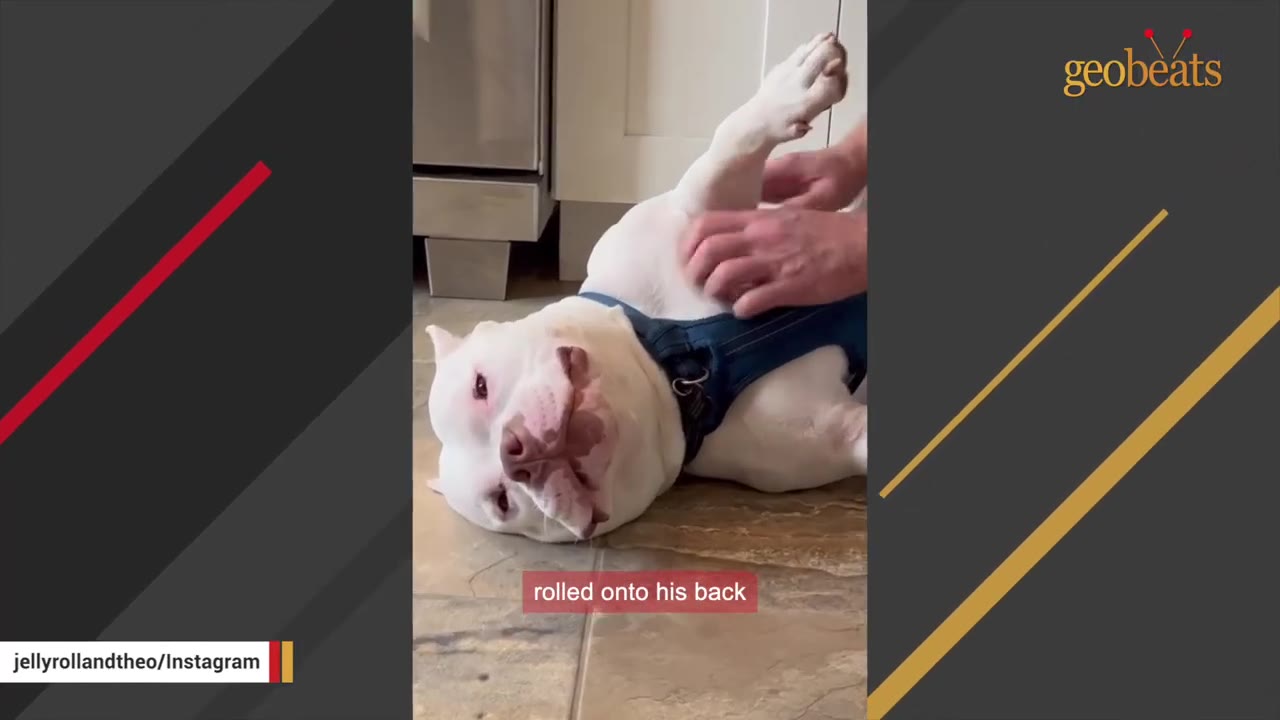 A white pit bull-type dog wearing a blue harness lies on its back on a tiled floor while receiving a belly rub from a person.