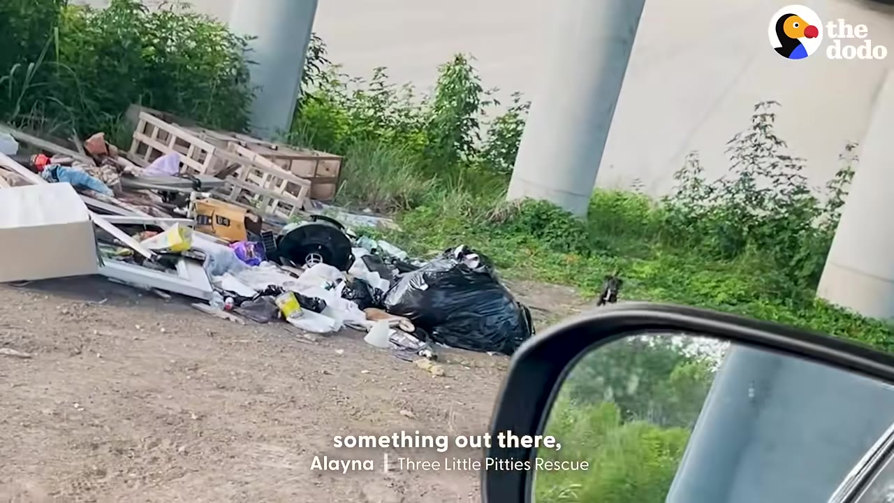 A view from a car window showing a pile of discarded trash and debris under a concrete bridge structure, with a small black dog standing in the distance near some green bushes.