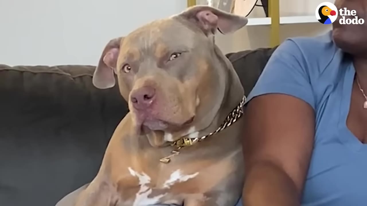 A tan and grey pit bull-type dog wearing a gold chain collar sits on a couch, giving a sassy side-eye expression next to a person.